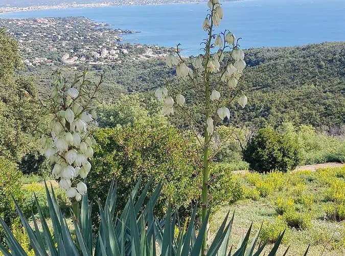 Marcelline - Belle Vue Golfe De Saint Tropez *